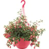 Fushia suspension 25 cm