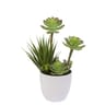 Cactées en pot blanc