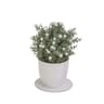Rosier en pot blanc