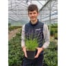 Lavandula intermedia variés C 2