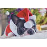 Tapis d'accueil animal
