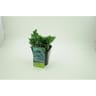 Conifère juniperus squamata blue star genévrier conteneur 3 litres