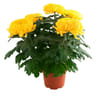 Chrysantheme grosse feurs  4/5 pot de 2 litres