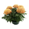Chrysanthème grosses fleurs 5 tètes coupe de 23 cm