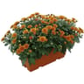 Chrysanthème multifleurs uni jardinière 40 cm