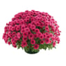 Chrysanthème pomponnette uni coupe 23 cm