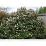 Viburnum tinus c 4/4,5
