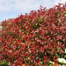 Photinia 3 litres red robin 30/40