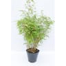 Bambou fargesia rufa c4l