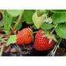 Fraisier Ostara barquette de 6 plants godet de 7cm remontant