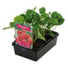 Fraisier charlotte barquette de 6 godets de 7cm remontant