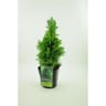 Conifère picea albertiana glauca conica épicéa en cône 4 litres