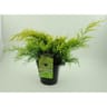 Juniperus x media 'old gold' genévrier conteneur de 4 litres