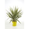 Yucca jewel conteneur de 5 litres