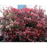Photinia fraseri red robin c4/4,5