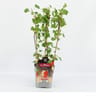 Groseiller trio espalier c 5l
