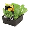 Laitue feuille de chêne verte querido 12 plants