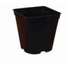 Photinia x fraseri red robin' in vitro 4 litres