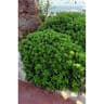 Pittosporum tobira nana c4/c4,5