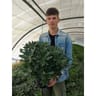 Pittosporum tobira nana c4/c4,5