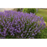 Lavandula angustifolia variées c4/c4,5