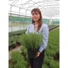 Lavandula angustifolia variées c4/c4,5