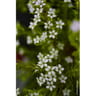 Diosma varies c4/c4,5