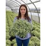 Pittosporum tenuifolium forme boule c4/c4,5