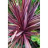 Cordyline australis variés C 4,5