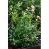 Vaccinium varies c 4/4.5