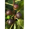 Figuier variés c 4/4.5