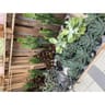 Succulentes mixtes pot 2L
