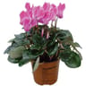 Cyclamen mini pot de 0,5l