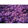 Aster d'automne pot de 0,5l