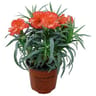 Oeillet de bouture pot de 0,5l