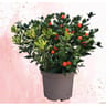 Véronique solanum pot 2L
