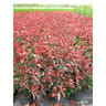 Photina red robin conteneur de 10 litres