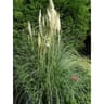 Cortaderia argenteum conteneur de 4 litres