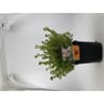 Potentilla fruticosa "pink-beauty" pot 3L