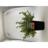 Potentilla fruticosa "abbotswood" pot 3L