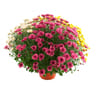 Chrysanthème multifleurs 50-60 cm tricolore pot 3L
