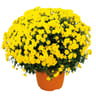 Chrysanthème pomponnette jumbo uni pot 6l couleur