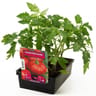 Tomate Marmande barquette 6 plants