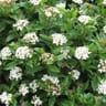Sica viburnum tinus conteneur  2 litres