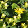 Millepertuis hypericum patulum hidcote C.2