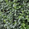 Troene ligustrum ovalifolium c.2l rc