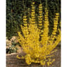 Sica forsythia jaune lynwood gold c.2