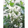 Escallonia c.2l rc