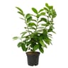 Laurier prunus laurocerasus conteneur de 3 lites hauteur 60/80 cm