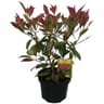 Photinia red robin c3l touffe